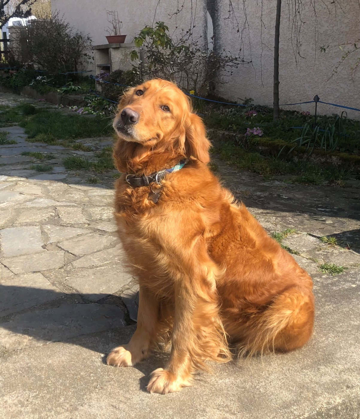 Soockie de la vallée de l'écolèze