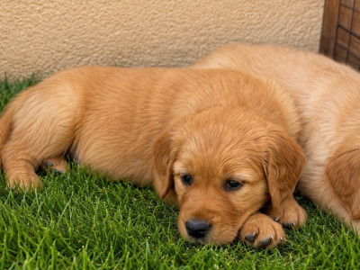 CHIOT 3