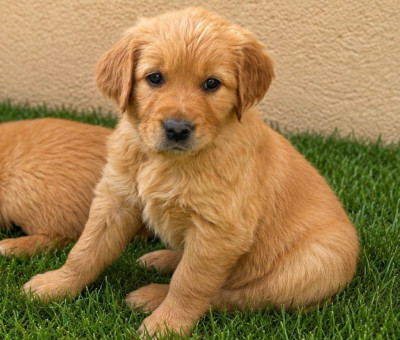 CHIOT 2