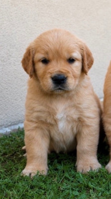 CHIOT 4