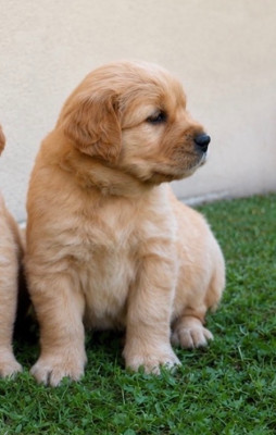CHIOT 1